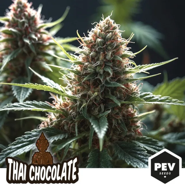 Cogollo central de cannabis entre hojas dentadas, con otro desenfocado al fondo y una franja inferior con «Thai Chocolate» y el logo PEV Seeds.