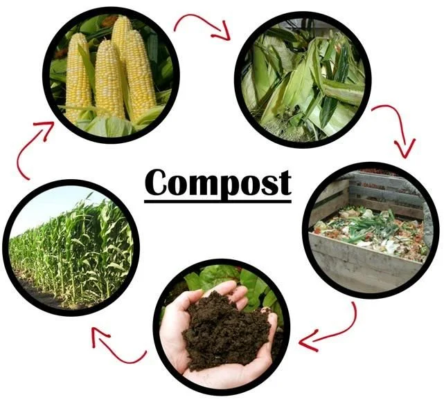 Diagrama circular del compostaje con mazorcas, restos vegetales, compostador, tierra entre las manos y cultivo de maíz unidos por flechas. Diagrama circular del compostaje con mazorcas, restos vegetales, compostador, tierra entre las manos y cultivo de maíz unidos por flechas.