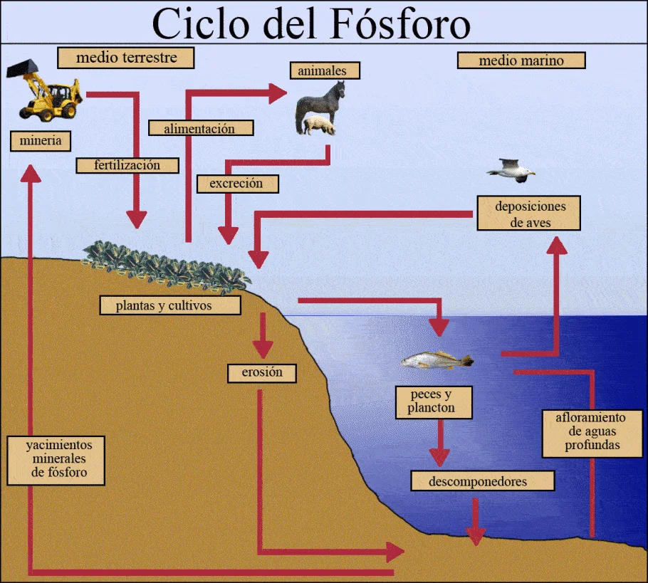 Esquema del ciclo del fósforo con flechas entre yacimientos minerales, cultivos, animales y organismos marinos. Esquema del ciclo del fósforo con flechas entre yacimientos minerales, cultivos, animales y organismos marinos.