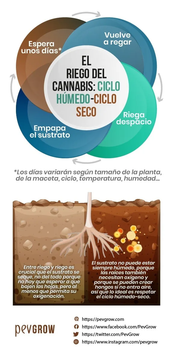 Infografía del ciclo húmedo-seco del riego de cannabis, con pasos circulares y un corte del sustrato que muestra las raíces.