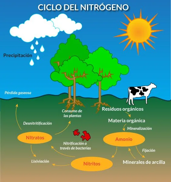 Diagrama del ciclo del nitrógeno con árboles, una vaca y flechas entre materia orgánica, amonio, nitritos y nitratos. Diagrama del ciclo del nitrógeno con árboles, una vaca y flechas entre materia orgánica, amonio, nitritos y nitratos.