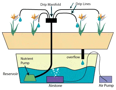 Esquema de riego por goteo con cuatro plantas, tuberías superiores y un depósito inferior con bomba y piedra difusora. Esquema de riego por goteo con cuatro plantas, tuberías superiores y un depósito inferior con bomba y piedra difusora.