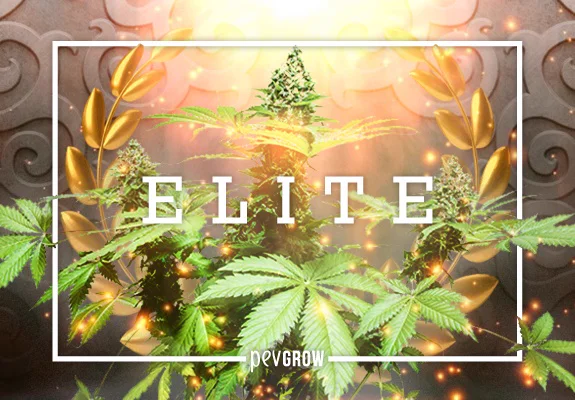 Composición con plantas de cannabis, ramas doradas y destellos, enmarcada en blanco con el texto «ELITE» en el centro. Composición con plantas de cannabis, ramas doradas y destellos, enmarcada en blanco con el texto «ELITE» en el centro.