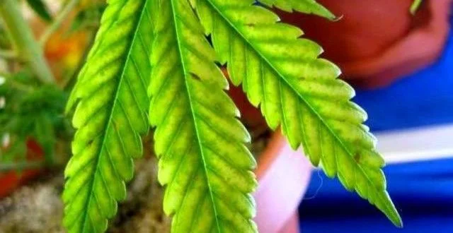 Primer plano de una hoja de cannabis con zonas amarillentas entre los nervios verdes y bordes dentados.