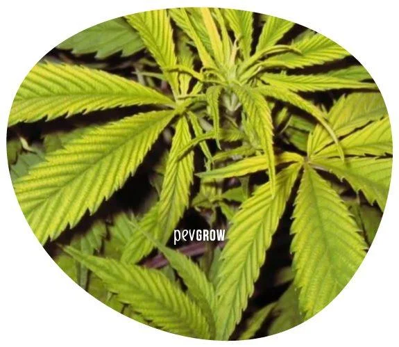 Primer plano de hojas de cannabis amarillentas con nervaduras verdes marcadas, alrededor del tallo y los brotes centrales.