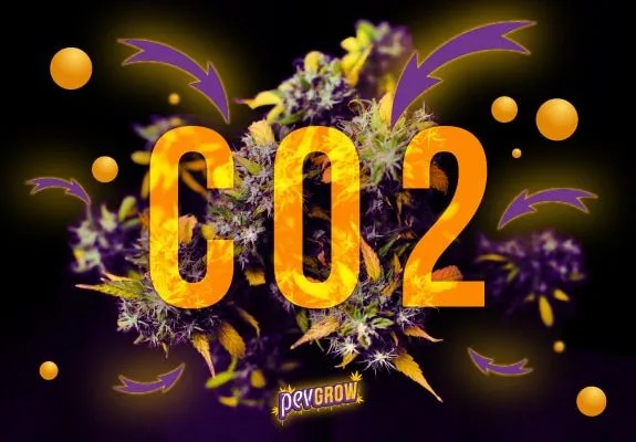 Montaje de cogollos de cannabis con grandes letras «CO2» en amarillo, flechas moradas y círculos sobre fondo negro. Montaje de cogollos de cannabis con grandes letras «CO2» en amarillo, flechas moradas y círculos sobre fondo negro.