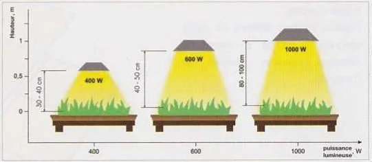 Esquema comparativo de focos de 400, 600 y 1000 W sobre plantas, con conos de luz y distintas separaciones verticales. Esquema comparativo de focos de 400, 600 y 1000 W sobre plantas, con conos de luz y distintas separaciones verticales.