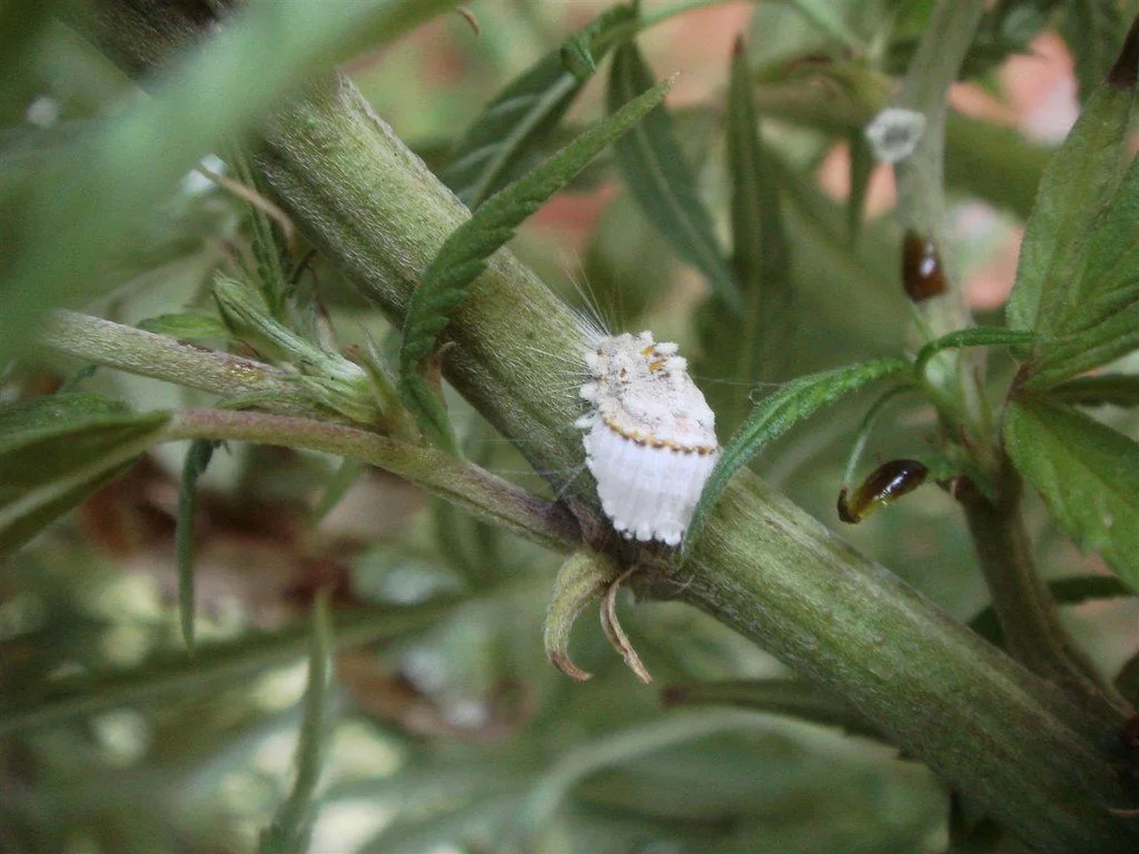 Primer plano de una cochinilla blanca con cubierta acanalada adherida a la unión de un tallo verde y una rama. Primer plano de una cochinilla blanca con cubierta acanalada adherida a la unión de un tallo verde y una rama.