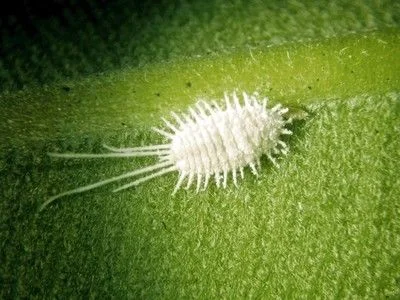 Detalle de una cochinilla blanca y ovalada sobre una hoja verde, con filamentos alrededor del cuerpo y dos más largos detrás. Detalle de una cochinilla blanca y ovalada sobre una hoja verde, con filamentos alrededor del cuerpo y dos más largos detrás.