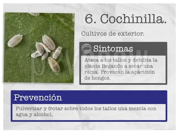 Ficha sobre cochinillas en cultivos de exterior, con varios insectos blancos sobre una hoja y textos de síntomas y prevención.