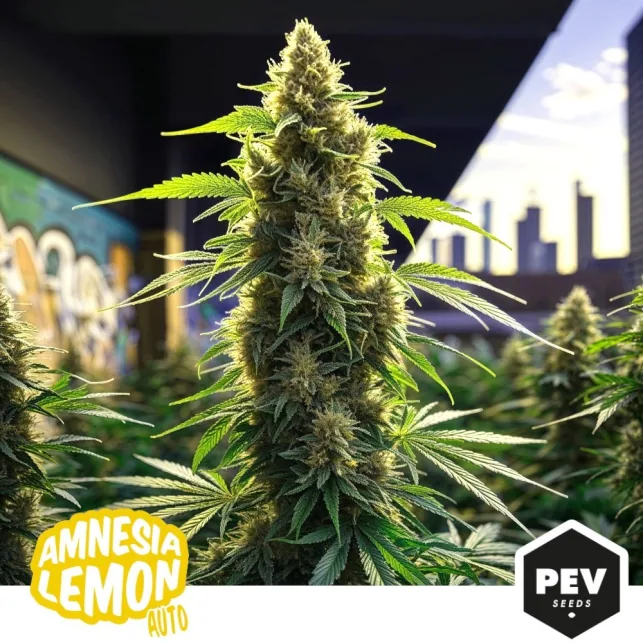 Gran cogollo central de Amnesia Lemon Auto de PEV, rodeado de hojas estrechas, con otras plantas desenfocadas al fondo.