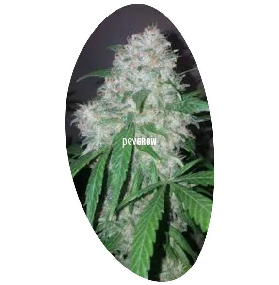 Primer plano de un cogollo de cannabis con abundantes filamentos claros y hojas verdes, en un recorte ovalado con marca Pevgrow. Primer plano de un cogollo de cannabis con abundantes filamentos claros y hojas verdes, en un recorte ovalado con marca Pevgrow.