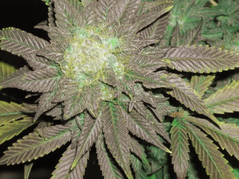 Primer plano de un cogollo de cannabis con numerosos tricomas claros, rodeado de hojas dentadas moradas con nervaduras verdes. Primer plano de un cogollo de cannabis con numerosos tricomas claros, rodeado de hojas dentadas moradas con nervaduras verdes.