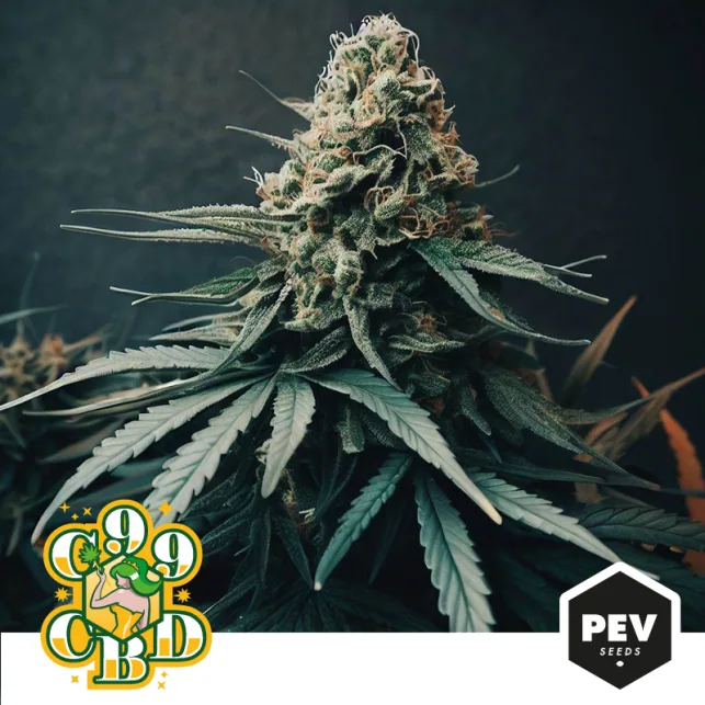 Cogollo de CBD C99 de PEV con filamentos anaranjados y hojas dentadas de aspecto blanquecino sobre un fondo oscuro.