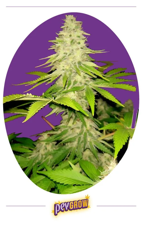 Cogollo central alargado de cannabis con abundantes filamentos claros y hojas verdes, en un marco ovalado sobre fondo morado. Cogollo central alargado de cannabis con abundantes filamentos claros y hojas verdes, en un marco ovalado sobre fondo morado.