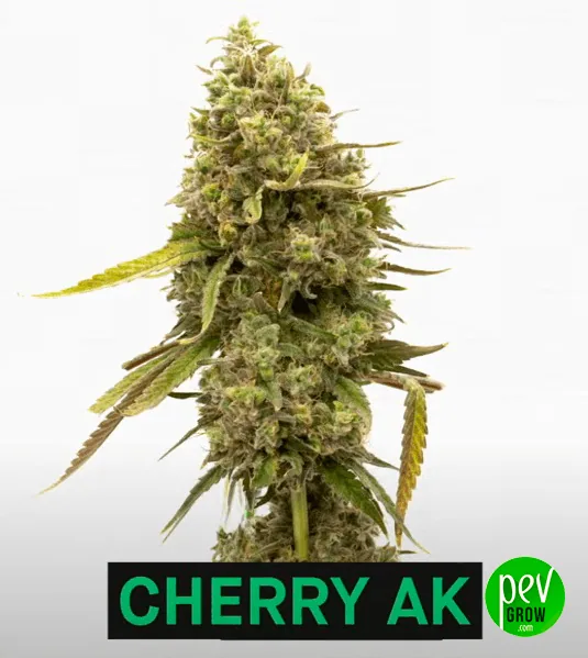 Cogollo de Cherry AK de forma alargada, con hojas estrechas verdes y amarillentas sobre fondo blanco y su nombre en la franja inferior. Cogollo de Cherry AK de forma alargada, con hojas estrechas verdes y amarillentas sobre fondo blanco y su nombre en la franja inferior.