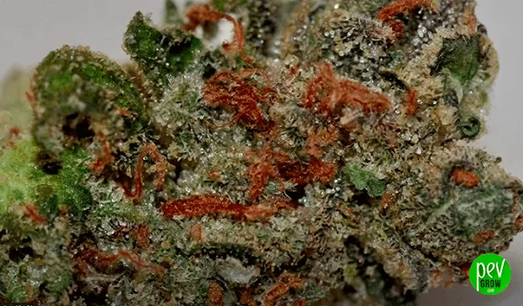 Detalle de un cogollo de Cherry Chem con abundantes tricomas brillantes, hojas verdes y pistilos de tonos rojizos y anaranjados. Detalle de un cogollo de Cherry Chem con abundantes tricomas brillantes, hojas verdes y pistilos de tonos rojizos y anaranjados.