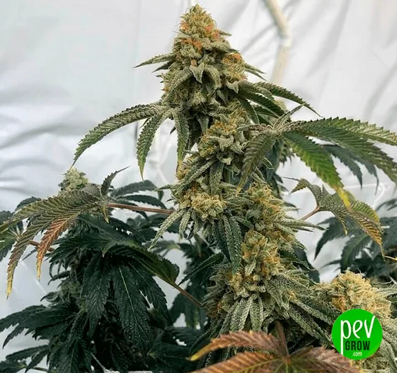 Planta de cannabis con una larga cola central de cogollos, pistilos anaranjados y hojas dentadas sobre un fondo claro. Planta de cannabis con una larga cola central de cogollos, pistilos anaranjados y hojas dentadas sobre un fondo claro.