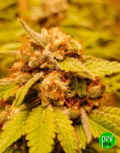 Cogollo de cannabis en primer plano, con pistilos anaranjados y hojas dentadas recubiertas de tricomas bajo iluminación amarillenta. Cogollo de cannabis en primer plano, con pistilos anaranjados y hojas dentadas recubiertas de tricomas bajo iluminación amarillenta.