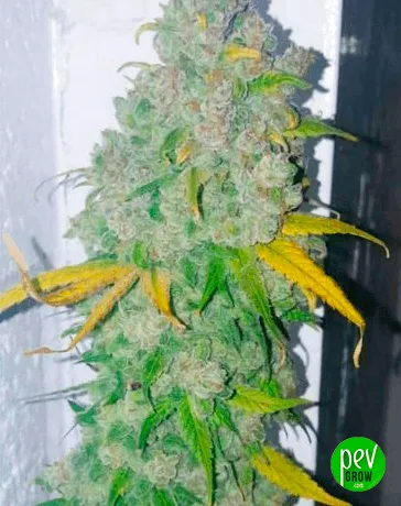 Cola vertical de cannabis con abundantes cogollos de aspecto blanquecino y hojas verdes y amarillas que sobresalen hacia los lados. Cola vertical de cannabis con abundantes cogollos de aspecto blanquecino y hojas verdes y amarillas que sobresalen hacia los lados.
