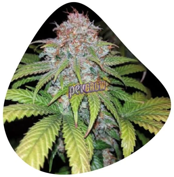 Primer plano de un cogollo de cannabis con filamentos anaranjados y hojas verdes y amarillentas, en un recorte triangular redondeado. Primer plano de un cogollo de cannabis con filamentos anaranjados y hojas verdes y amarillentas, en un recorte triangular redondeado.
