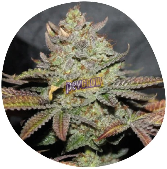 Cogollo de cannabis en primer plano, con superficie blanquecina y hojas de tonos verdes y morados, dentro de un recorte circular. Cogollo de cannabis en primer plano, con superficie blanquecina y hojas de tonos verdes y morados, dentro de un recorte circular.