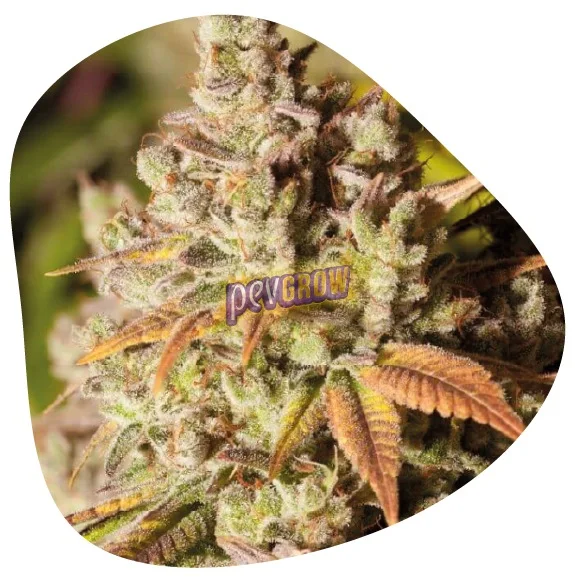 Primer plano de flores de cannabis con filamentos anaranjados y hojas verdes, moradas y cobrizas, en un recorte de bordes redondeados. Primer plano de flores de cannabis con filamentos anaranjados y hojas verdes, moradas y cobrizas, en un recorte de bordes redondeados.