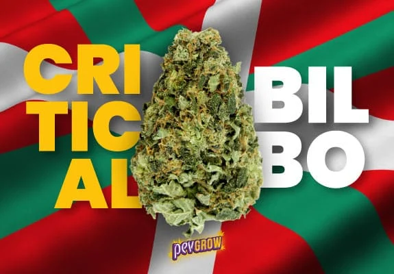 Cogollo de cannabis en primer plano sobre una bandera vasca, entre las letras amarillas y blancas de «Critical Bilbo».