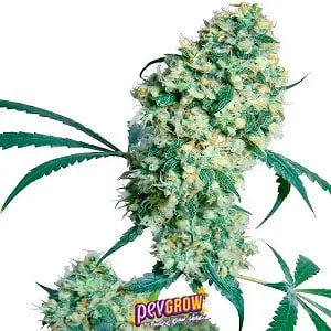 Cogollo alargado de cannabis Ed Rosenthal Super Bud, con abundantes flores, pequeños filamentos claros y hojas verdes sobre fondo blanco. Cogollo alargado de cannabis Ed Rosenthal Super Bud, con abundantes flores, pequeños filamentos claros y hojas verdes sobre fondo blanco.