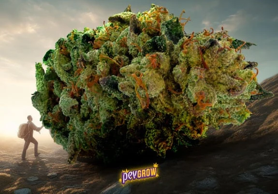 Montaje de un cogollo de cannabis gigantesco junto a una pequeña figura humana en un paisaje rocoso, con el logotipo Pevgrow al pie.