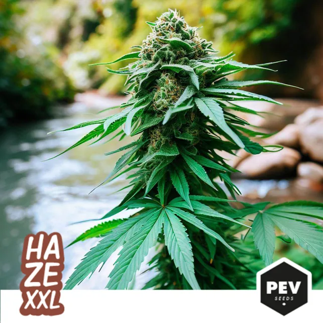 Cogollo de Haze XXL de PEV con hojas verdes alargadas, ante un arroyo desenfocado y con el nombre de la variedad en la esquina.