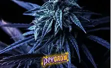 Primer plano de un cogollo de cannabis con hojas en tonos azulados y morados sobre fondo oscuro, con el logotipo de Pevgrow. Primer plano de un cogollo de cannabis con hojas en tonos azulados y morados sobre fondo oscuro, con el logotipo de Pevgrow.