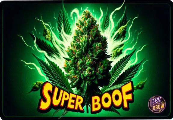 Ilustración de un cogollo de cannabis rodeado de llamas verdes, con el texto «Super Boof» en amarillo y rojo. Ilustración de un cogollo de cannabis rodeado de llamas verdes, con el texto «Super Boof» en amarillo y rojo.