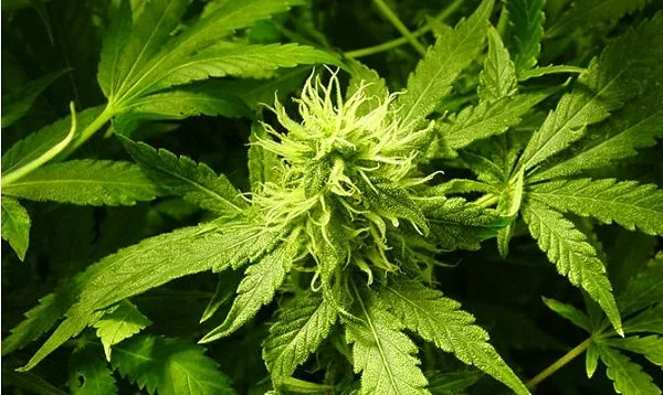 Primer plano de una flor de cannabis con numerosos filamentos claros, rodeada de hojas verdes de bordes dentados. Primer plano de una flor de cannabis con numerosos filamentos claros, rodeada de hojas verdes de bordes dentados.