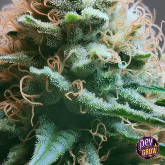 Detalle de un cogollo de cannabis con hojas verdes cubiertas de tricomas y filamentos curvados de tonos crema y anaranjados. Detalle de un cogollo de cannabis con hojas verdes cubiertas de tricomas y filamentos curvados de tonos crema y anaranjados.