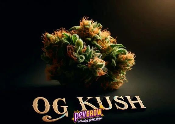 Cogollo de cannabis con hojas verdes y filamentos anaranjados sobre fondo oscuro, con el texto «OG KUSH» en la parte inferior. Cogollo de cannabis con hojas verdes y filamentos anaranjados sobre fondo oscuro, con el texto «OG KUSH» en la parte inferior.