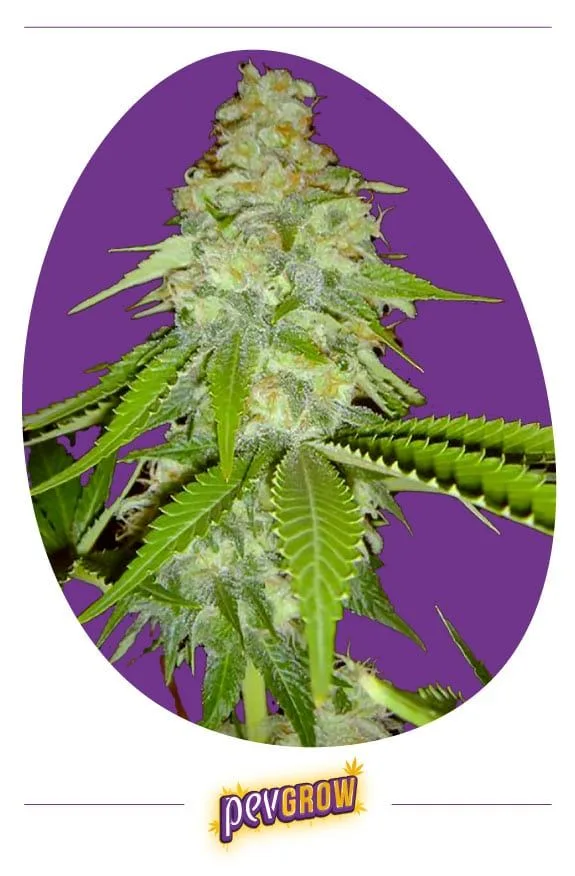 Cogollo de cannabis cubierto de tricomas claros, con filamentos anaranjados y hojas dentadas, sobre fondo morado enmarcado en óvalo. Cogollo de cannabis cubierto de tricomas claros, con filamentos anaranjados y hojas dentadas, sobre fondo morado enmarcado en óvalo.