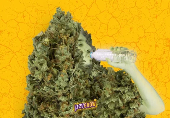 Fotomontaje de una persona rodeada de grandes cogollos de cannabis que bebe de una botella de agua, sobre un fondo amarillo agrietado. Fotomontaje de una persona rodeada de grandes cogollos de cannabis que bebe de una botella de agua, sobre un fondo amarillo agrietado.