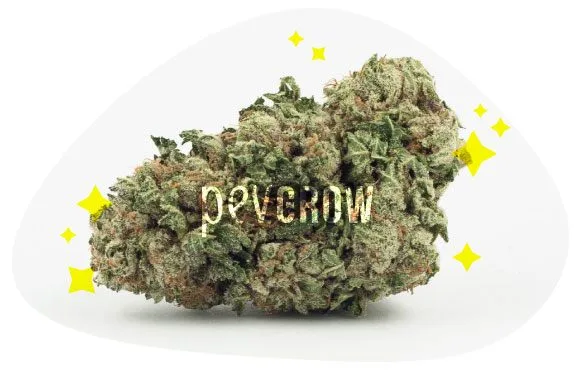Primer plano de un cogollo de cannabis sobre fondo blanco, rodeado de destellos amarillos y con la marca Pevgrow superpuesta.