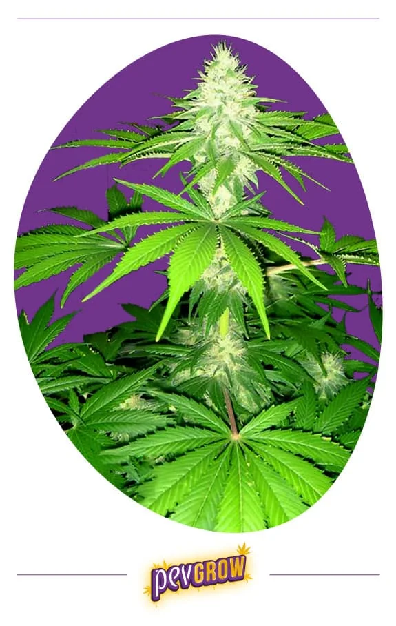 Planta de cannabis con un cogollo superior alargado, flores de filamentos blancos y grandes hojas verdes sobre fondo morado.