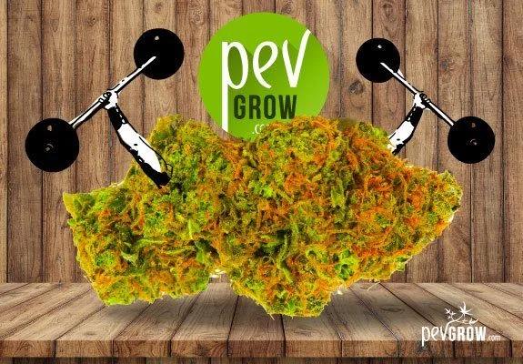 Montaje de cogollos de cannabis con abundantes pelos anaranjados, brazos con pesas y el logotipo PevGrow sobre un fondo de madera.