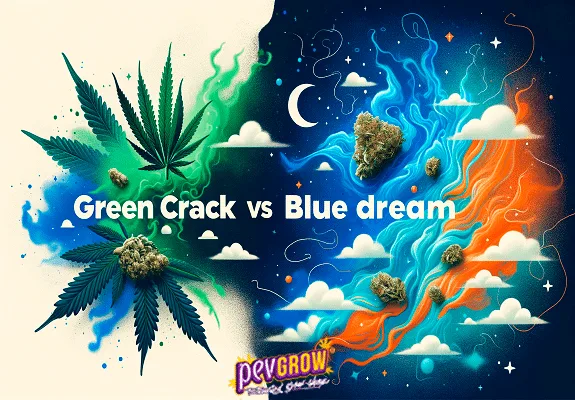 Composición ilustrada con el texto «Green Crack vs Blue dream», hojas y cogollos entre ondas verdes, azules y naranjas, nubes y una luna. Composición ilustrada con el texto «Green Crack vs Blue dream», hojas y cogollos entre ondas verdes, azules y naranjas, nubes y una luna.
