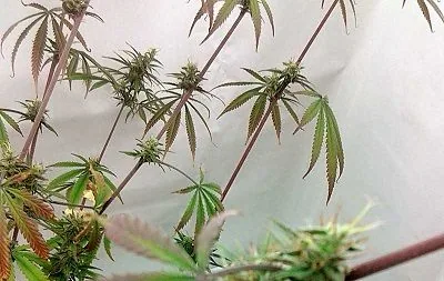Ramas de cannabis con tallos rojizos, hojas estrechas y pequeños cogollos dispersos sobre un fondo claro.