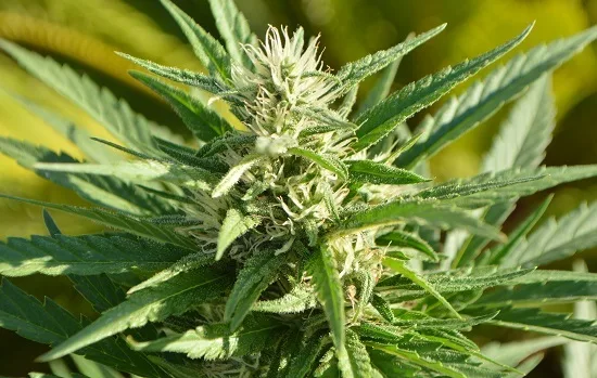 Primer plano de una flor de cannabis con numerosos pistilos blancos y hojas verdes dentadas bajo la luz del sol. Primer plano de una flor de cannabis con numerosos pistilos blancos y hojas verdes dentadas bajo la luz del sol.