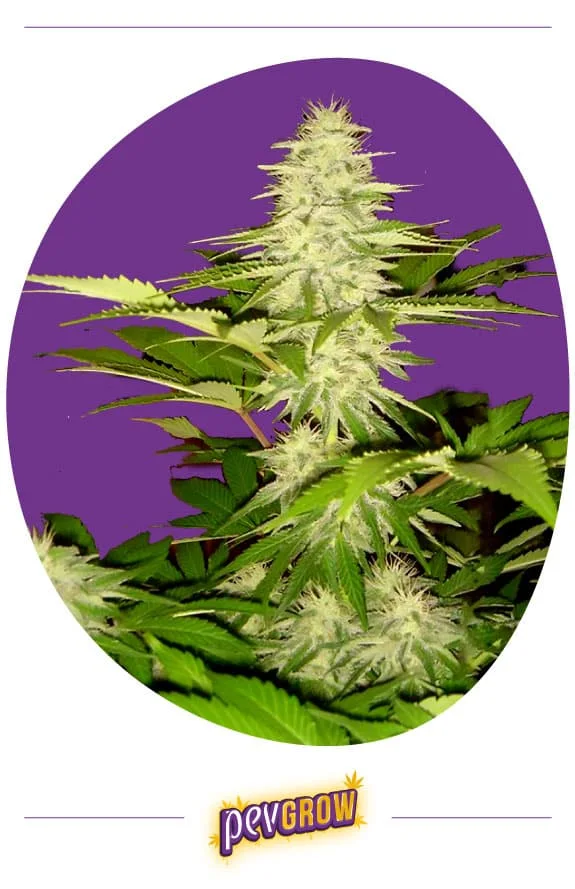 Tallo de cannabis con un cogollo superior alargado y flores laterales de abundantes filamentos claros, sobre fondo morado ovalado.