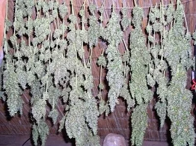 Numerosas ramas de cannabis con cogollos colgadas boca abajo de cuerdas, frente a una pared de ladrillo.