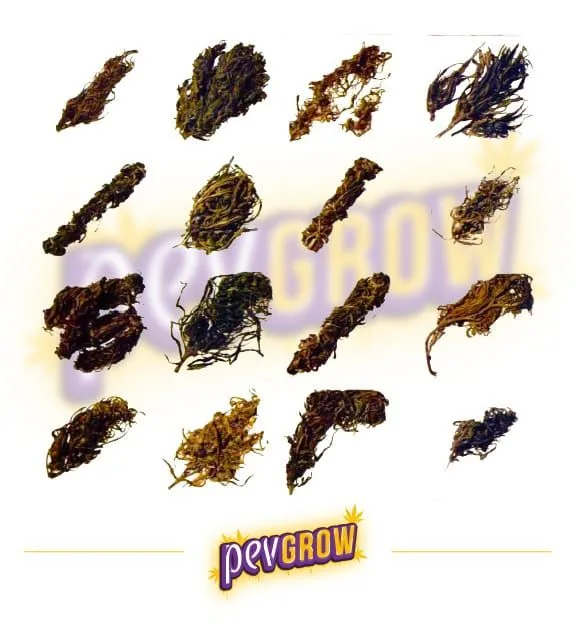 Collage de dieciséis muestras vegetales secas de distintas formas y tonos, ordenadas en cuatro filas sobre fondo blanco, con logo PevGrow.