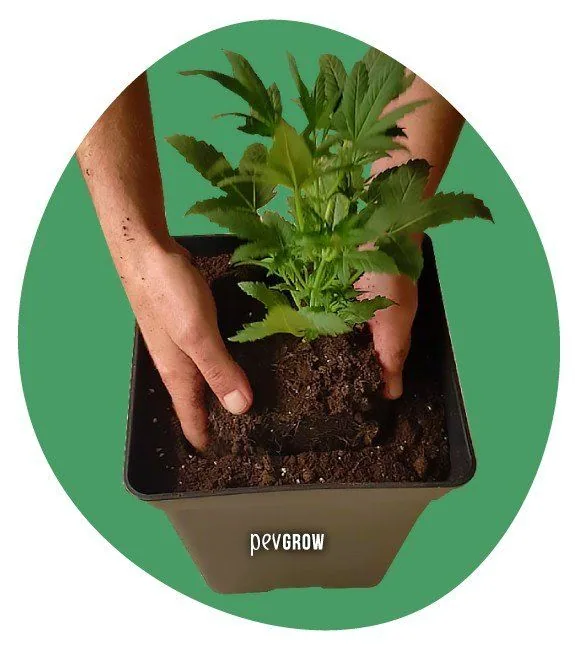 Dos manos colocan el cepellón de una planta de cannabis en una maceta cuadrada con tierra, sobre fondo verde.