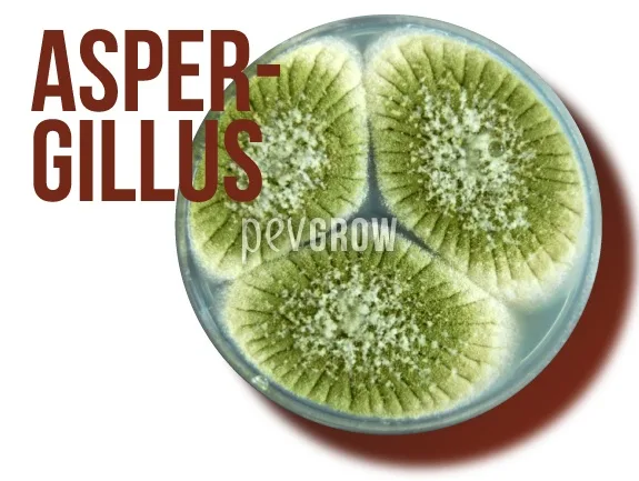 Placa de laboratorio con tres colonias circulares de tonos verdes, centros blanquecinos y el rótulo «ASPERGILLUS». Placa de laboratorio con tres colonias circulares de tonos verdes, centros blanquecinos y el rótulo «ASPERGILLUS».