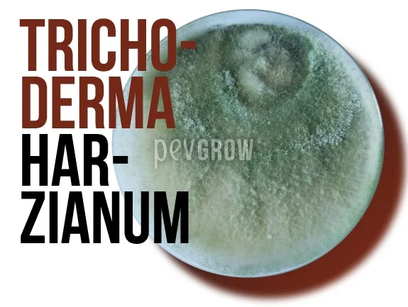 Placa circular cubierta de crecimiento verde y blanquecino, junto al rótulo «TRICHODERMA HARZIANUM». Placa circular cubierta de crecimiento verde y blanquecino, junto al rótulo «TRICHODERMA HARZIANUM».